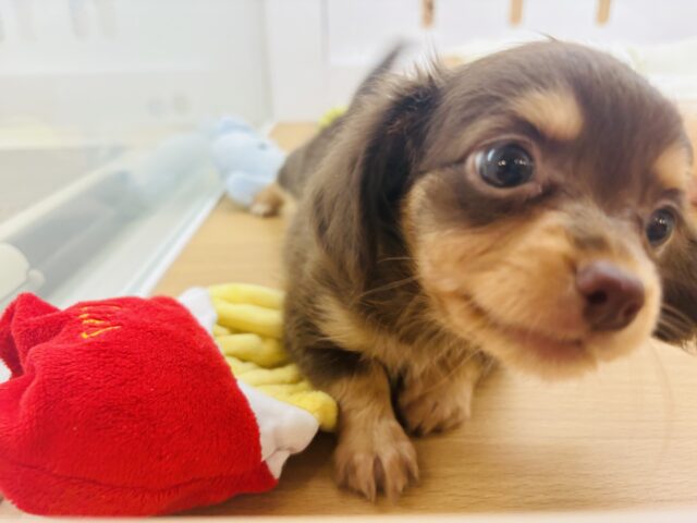 チワックス