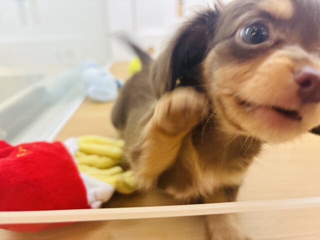 チワックス
