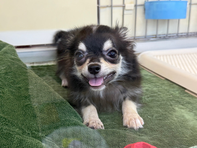 尻尾ブンブン💗嬉しくて嬉しくてもじもじしちゃう🤭チワワの男のコきました🌟 チワワ