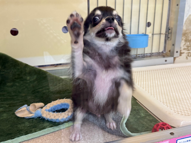 尻尾ブンブン💗嬉しくて嬉しくてもじもじしちゃう🤭チワワの男のコきました🌟 チワワ