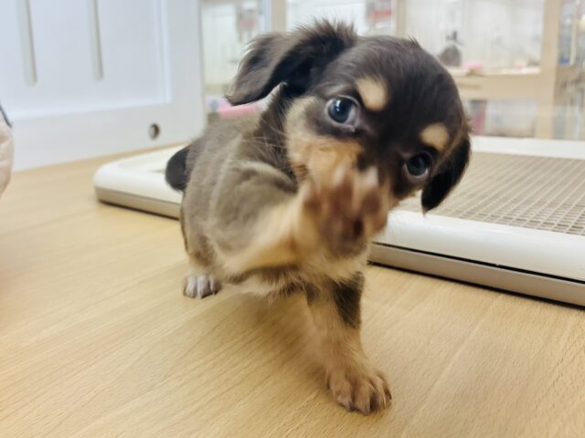 チワックス