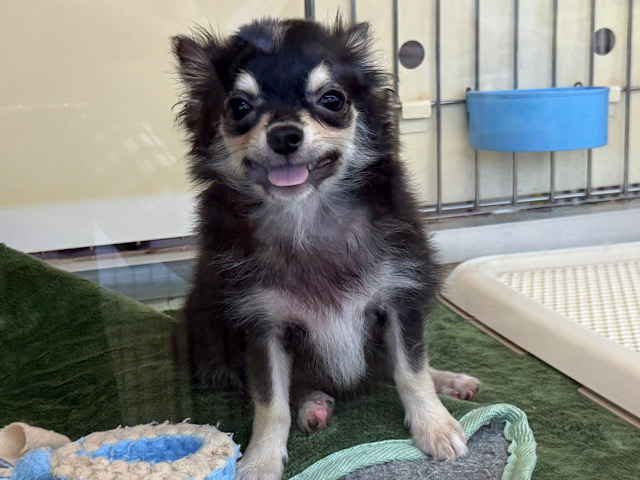 尻尾ブンブン💗嬉しくて嬉しくてもじもじしちゃう🤭チワワの男のコきました🌟 チワワ