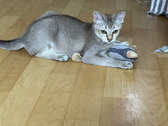 シンガプーラ