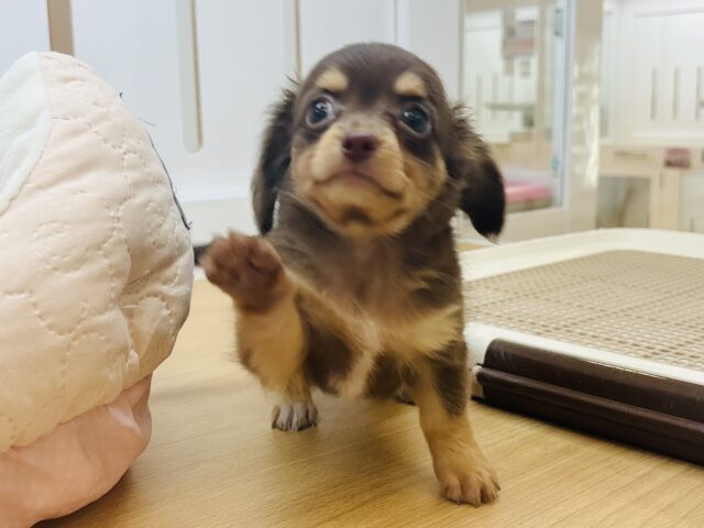 チワックス