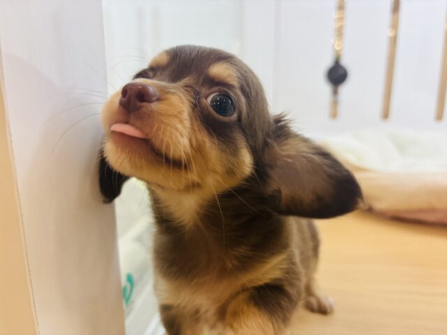 チワックス