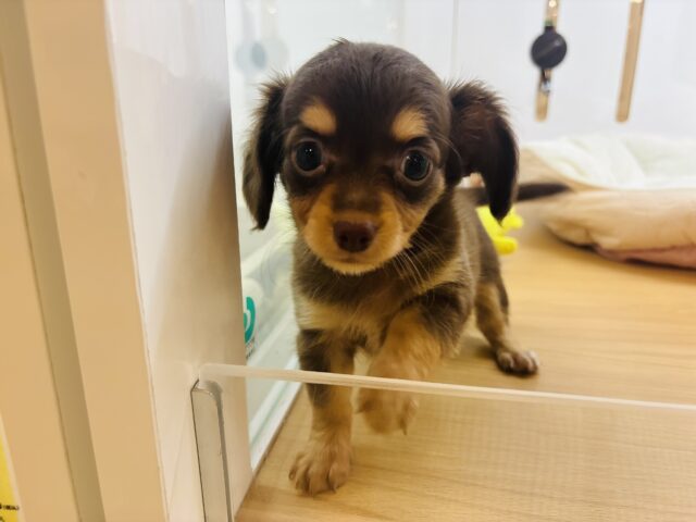 チワックス