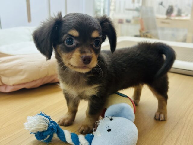 チワックス