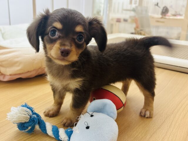 チワックス