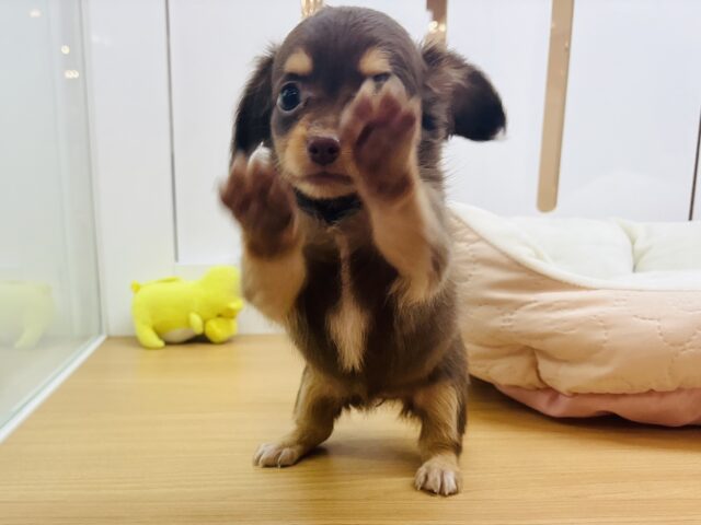 チワックス
