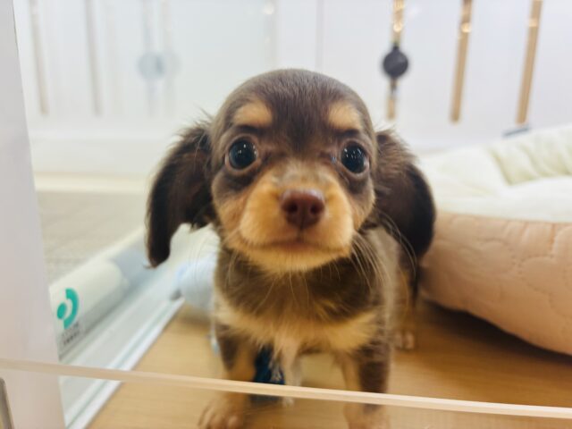 チワックス