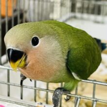 10/15更新☆甘甘ほわっと💚ちびちび小桜インコ（ノーマル）の雛入舎しました〜✨