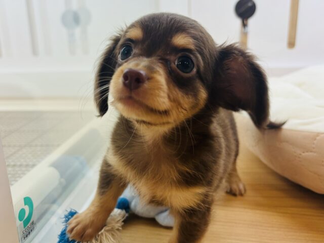 チワックス