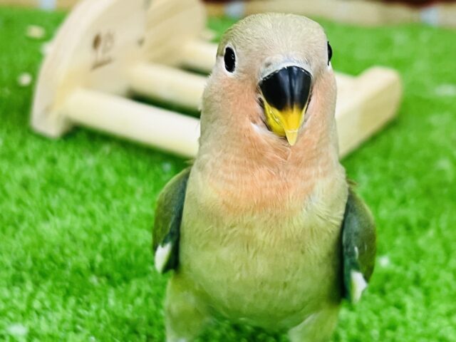 コザクラインコ（小桜インコ）