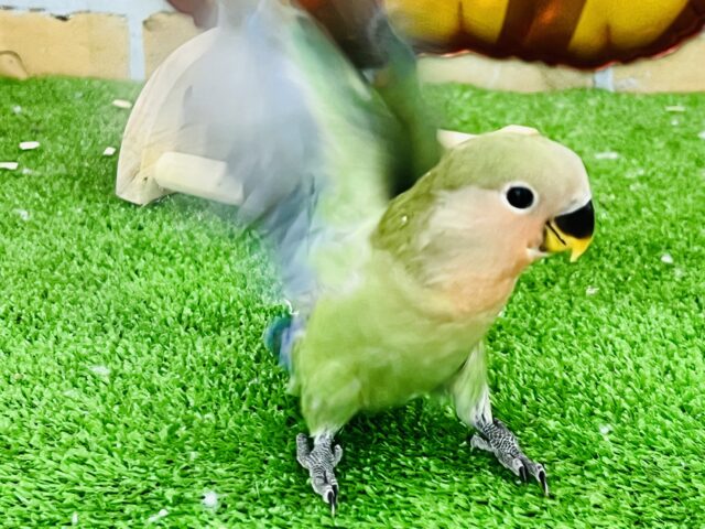 コザクラインコ（小桜インコ）