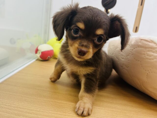 チワックス