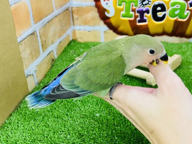 コザクラインコ（小桜インコ）