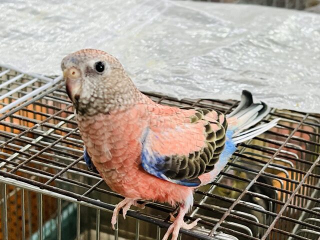 アキクサインコ（秋草インコ）