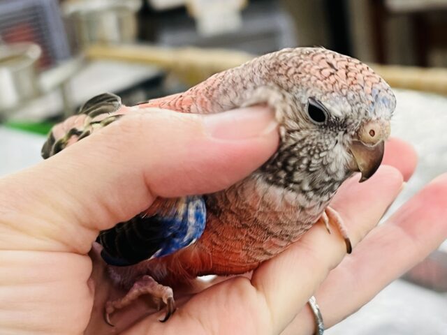 アキクサインコ（秋草インコ）