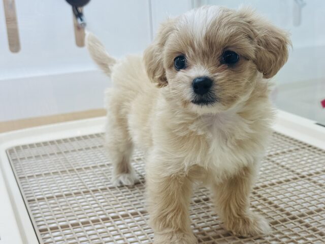ペキプー