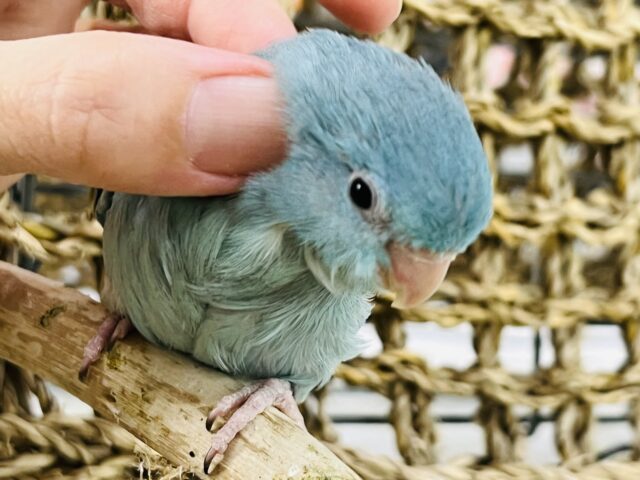 マメルリハ