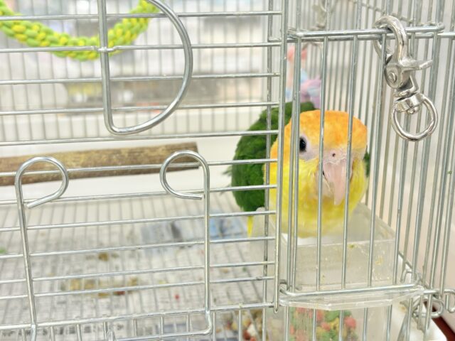 シロハラインコ