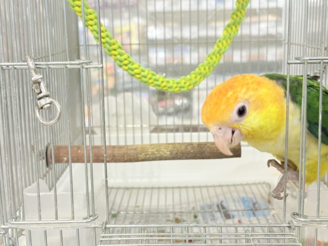 シロハラインコ