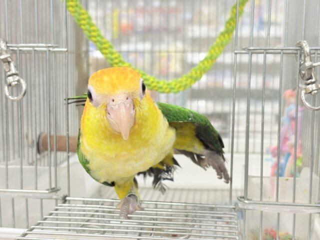 シロハラインコ