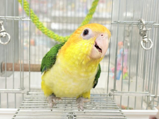 【最新画像更新🪄もうすぐひとり餌‪☆】元気◎好奇心◎甘えん坊度◎パーフェクトボーイ🍊🧡シロハラインコ(男の子) ヒナ