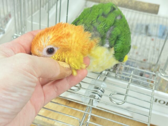 シロハラインコ
