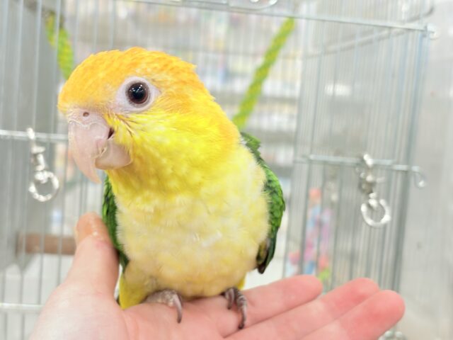 シロハラインコ