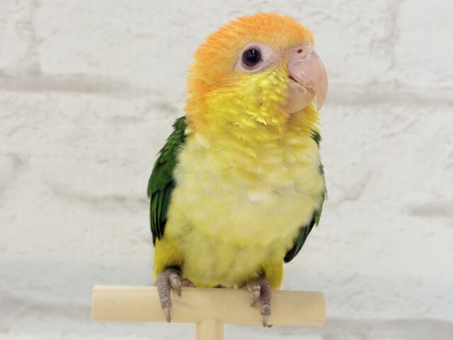 シロハラインコ