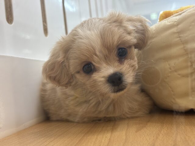 ペキプー
