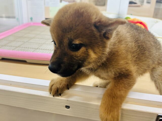 柴犬