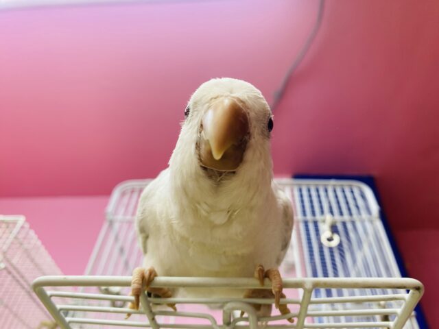 オキナインコ