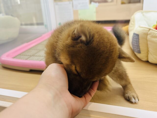 柴犬