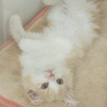天真爛漫な甘ったれ♥サイベリアンくん！
