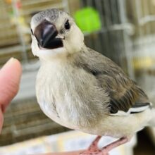 10/17更新☆まだまだ赤ちゃん♡慣れ慣れ桜文鳥🌸