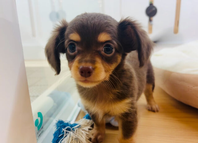 チワックス