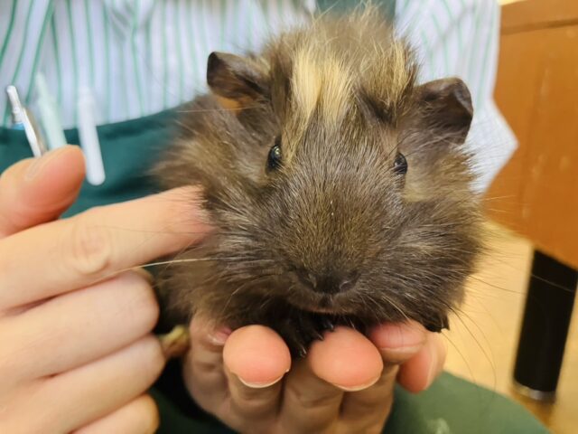 ボクはかわいいクルクルモルちゃん❤︎* ॑꒳ ॑* アビシニアンモルモットさん男のコ🌟♂