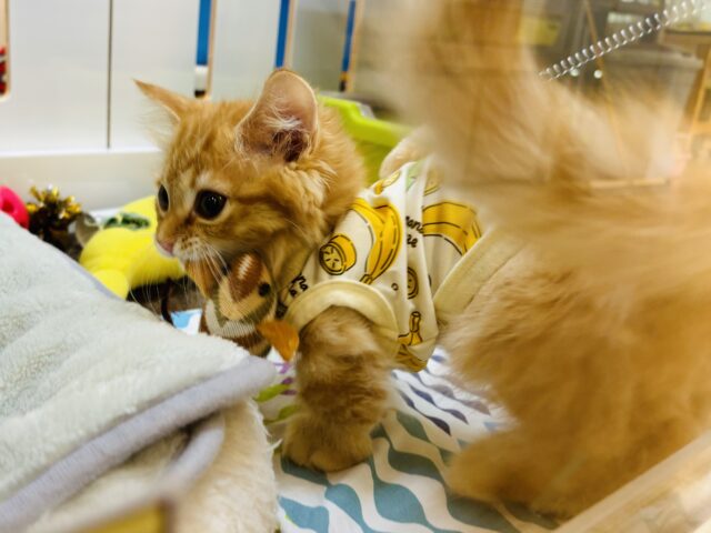 ミヌエット