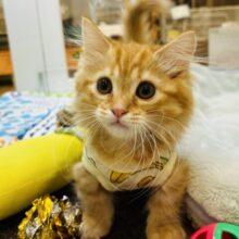 可愛いお顔で猛アタック♥ミヌエットくん！