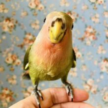 推しコザです💚❤️人が大好き❢❢手乗りコザクラインコちゃん🦜🐾