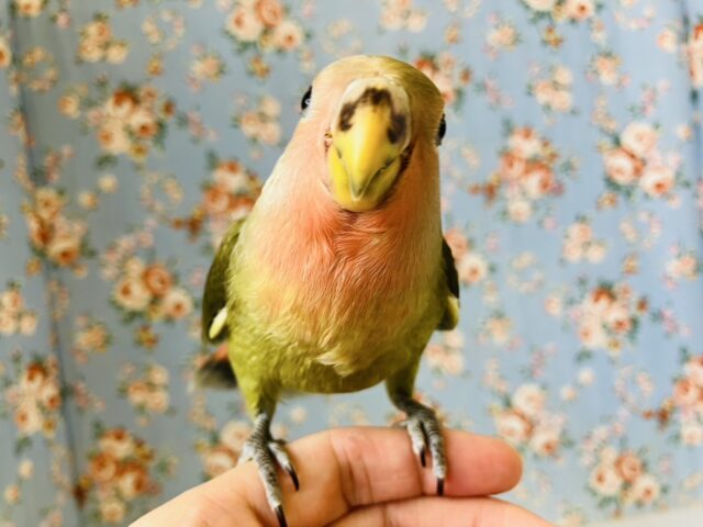 推しコザです💚❤️人が大好き❢❢手乗りコザクラインコちゃん🦜🐾