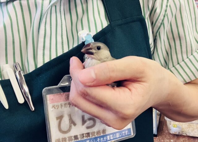 桜文鳥