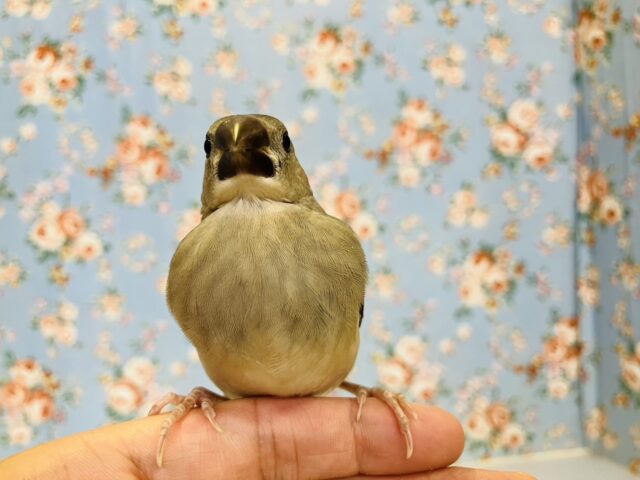 桜文鳥