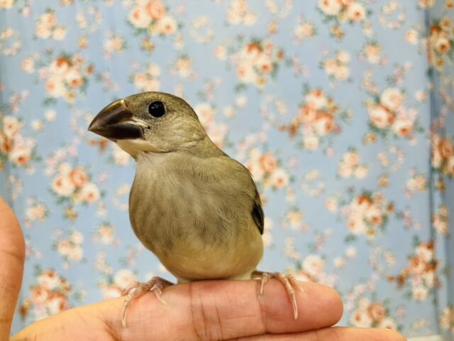 この姿は今だけ❤︎*ˊᵕˋ かわいい桜文鳥ヒナちゃん🐾🦜