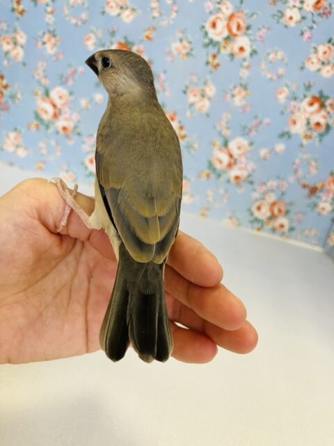 桜文鳥
