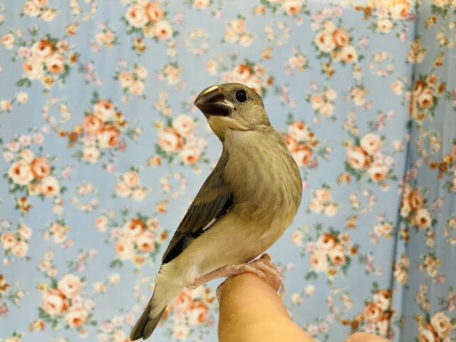 桜文鳥