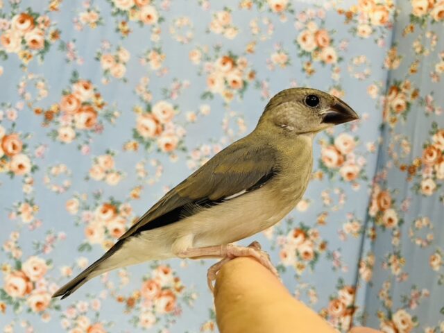 桜文鳥