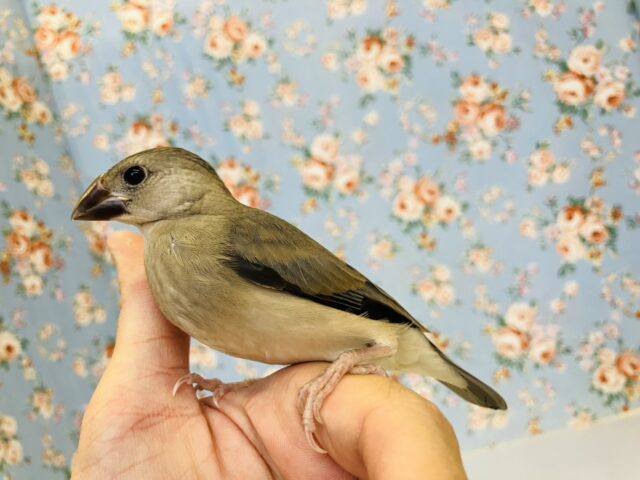 桜文鳥